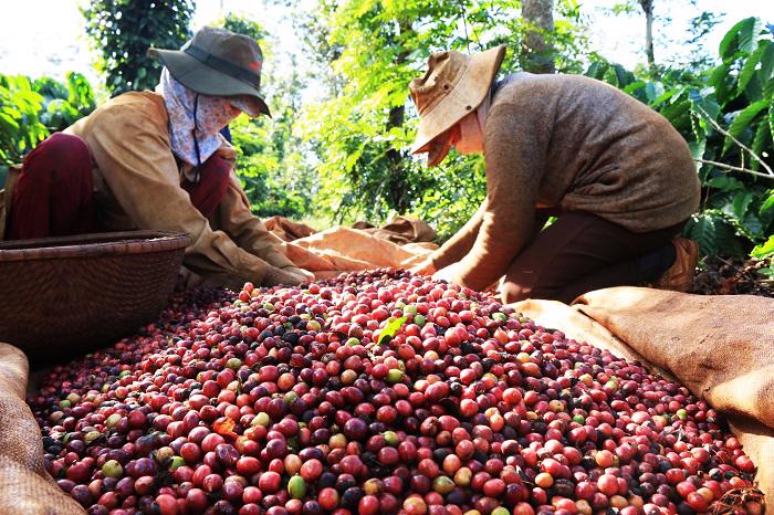 Có Nên "Nhảy" Vào Cà Phê Cuối Năm - Thách Thức Hay Cơ Hội Vàng?